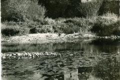Bords-de-Loire-19