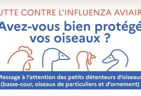 Visu actu grippe aviaire