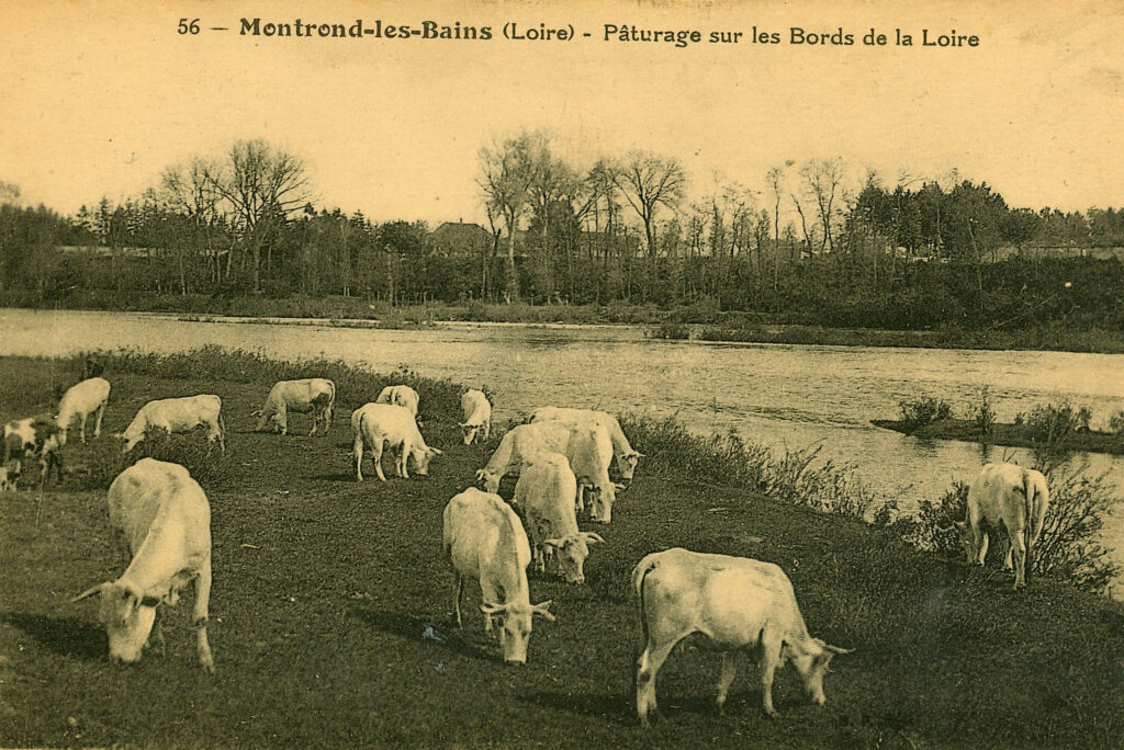 animaux (4)
